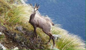 hunting in the great outdoors nz